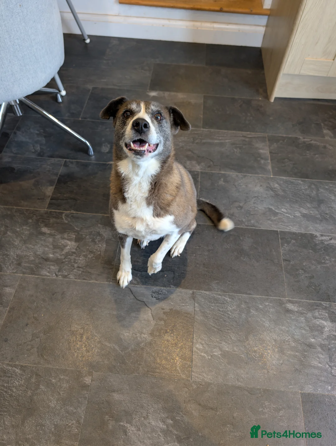 Mixed Breed dogs for sale: Rehome - Advert 2