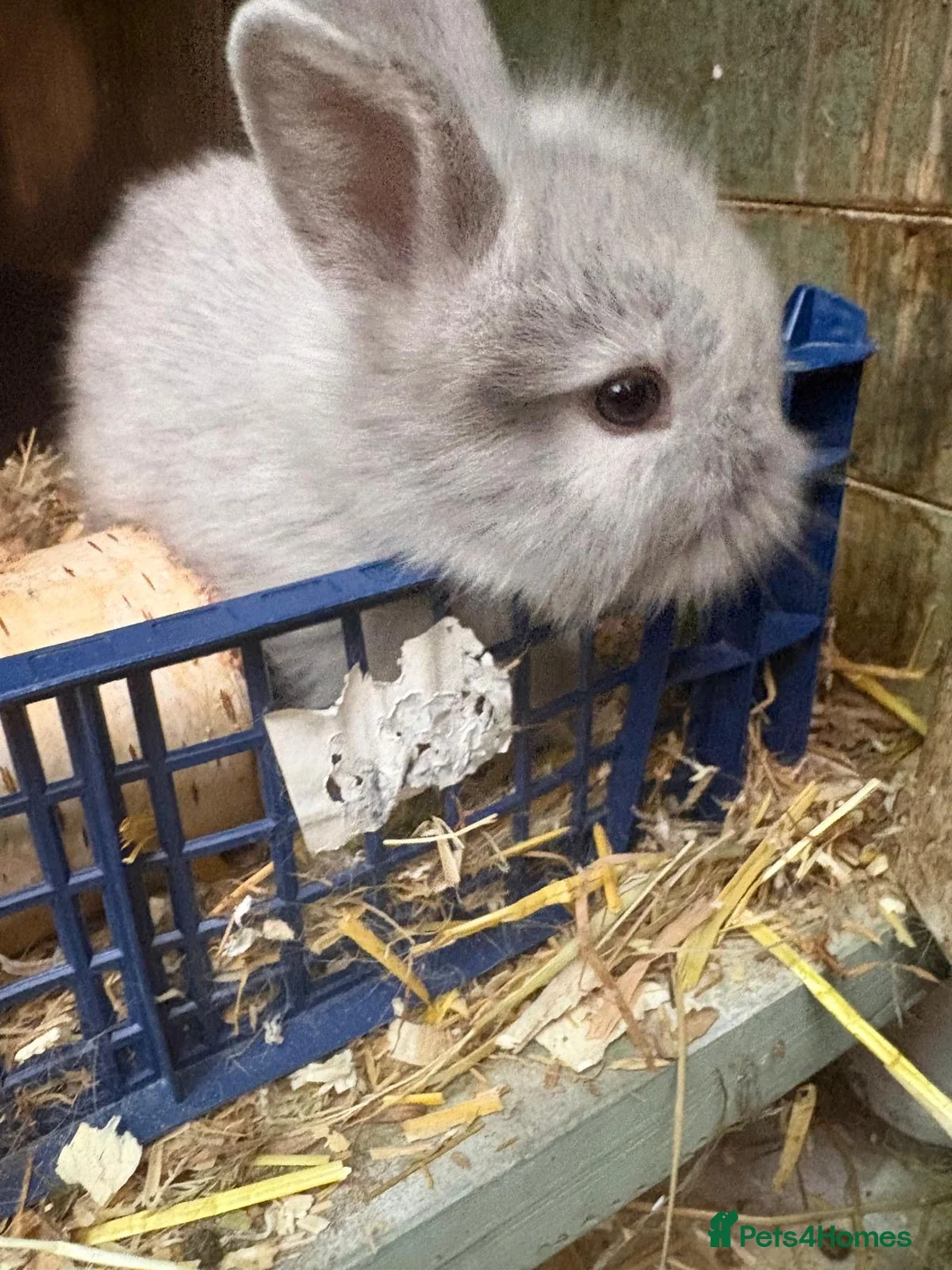 Mixed Breed rabbits for sale: Lion lop mix litter of baby bunnies  - Advert 11