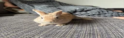Mixed Breed rabbits for sale: Only 2 left Himalayan x lop bunnies ready to go  - Advert 4