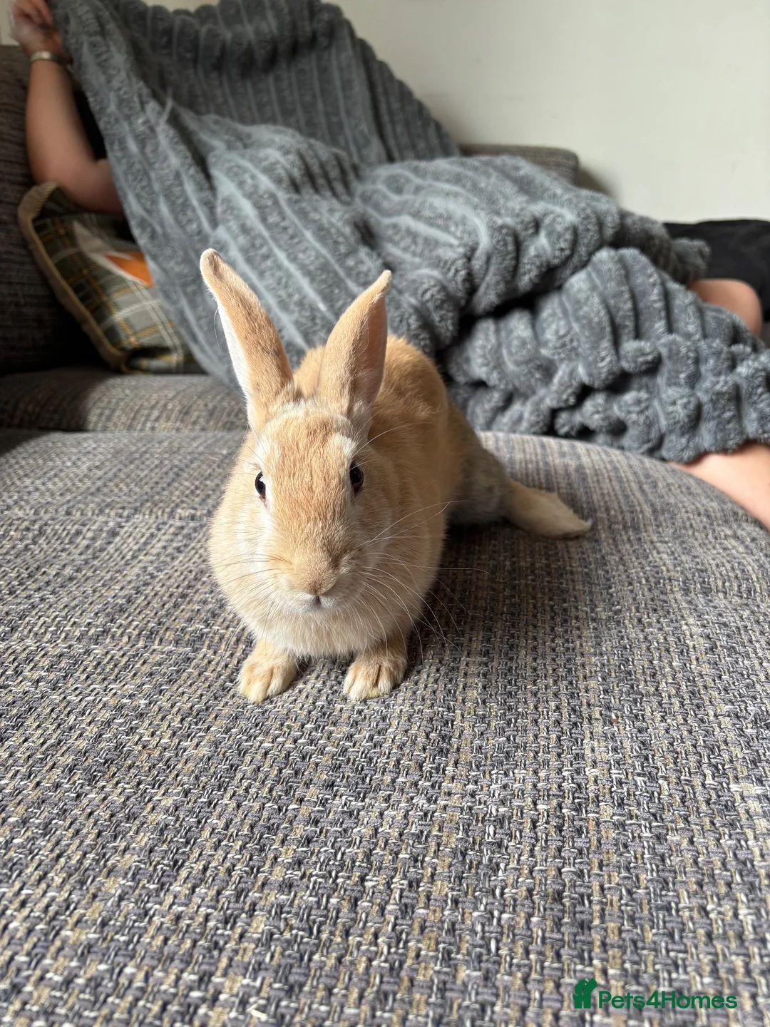 Mixed Breed rabbits for sale: Only 2 left Himalayan x lop bunnies ready to go  - Advert 4
