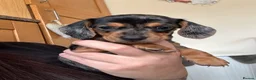 Miniature Dachshund dogs for sale: Miniature dachshund  in Warrington - Advert 3