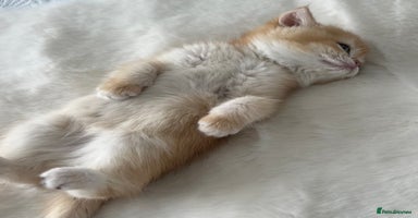 British Shorthair cats - Advert 3