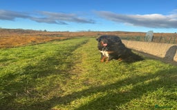 Tibetan Mastiff dogs for sale: Tibetan mastiff  - Image 1