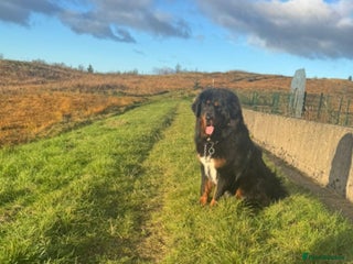 Tibetan Mastiff dogs for sale - Advert 1