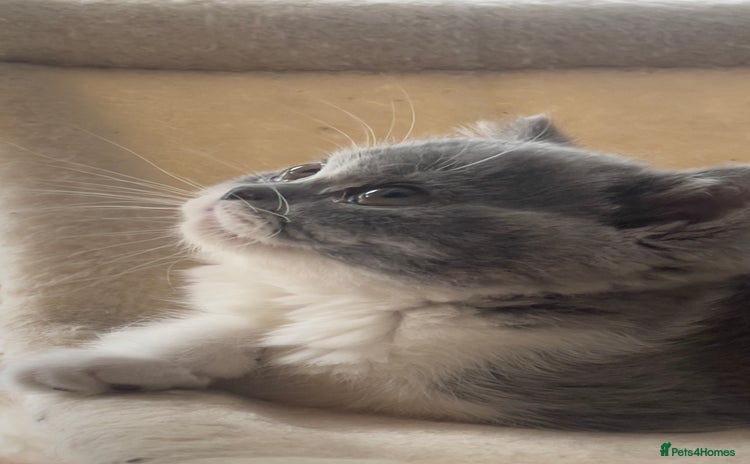 British Shorthair cats - Advert 11