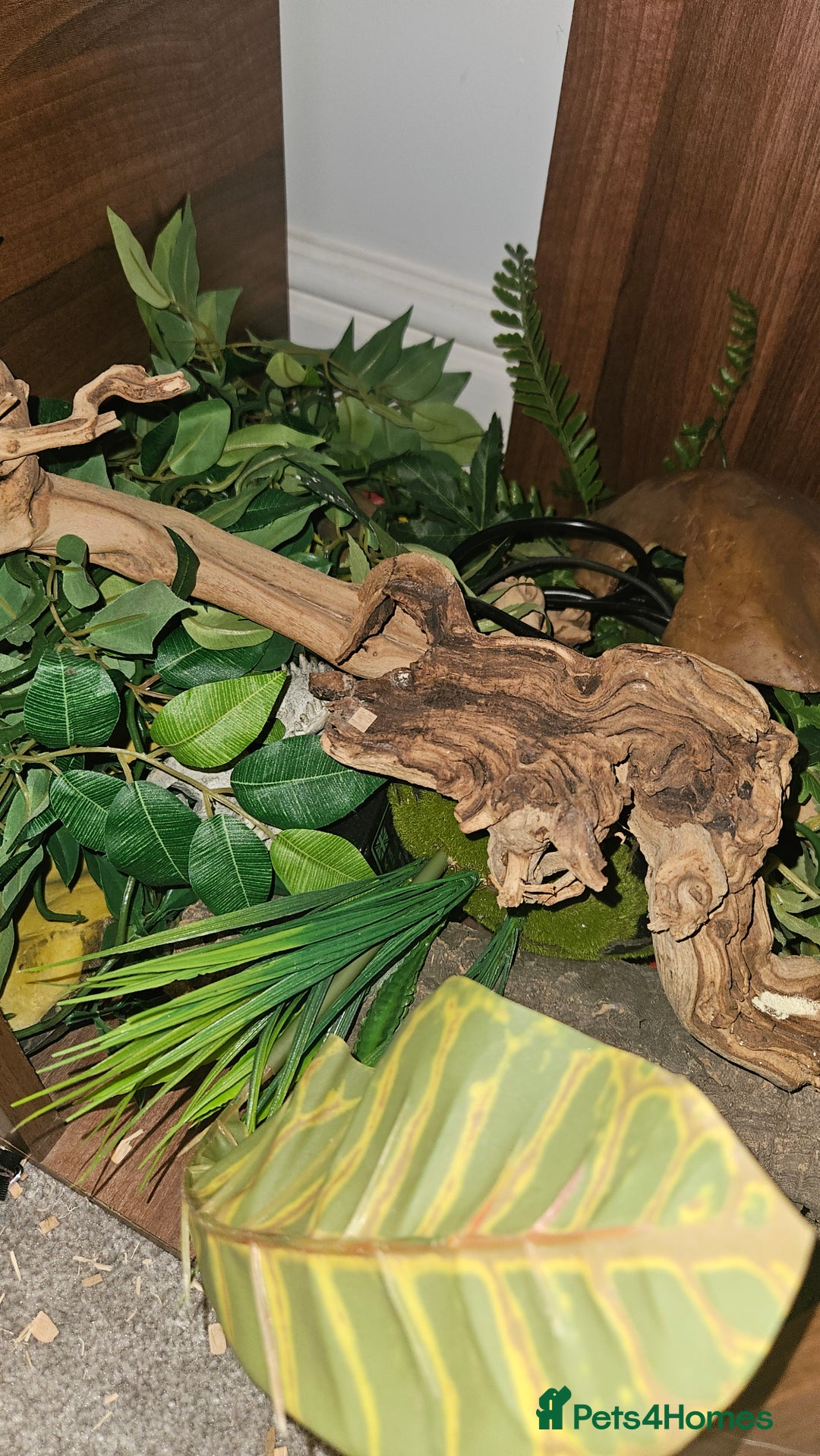 Corn Snake reptiles for sale: Corn snake for sale  - Image 4