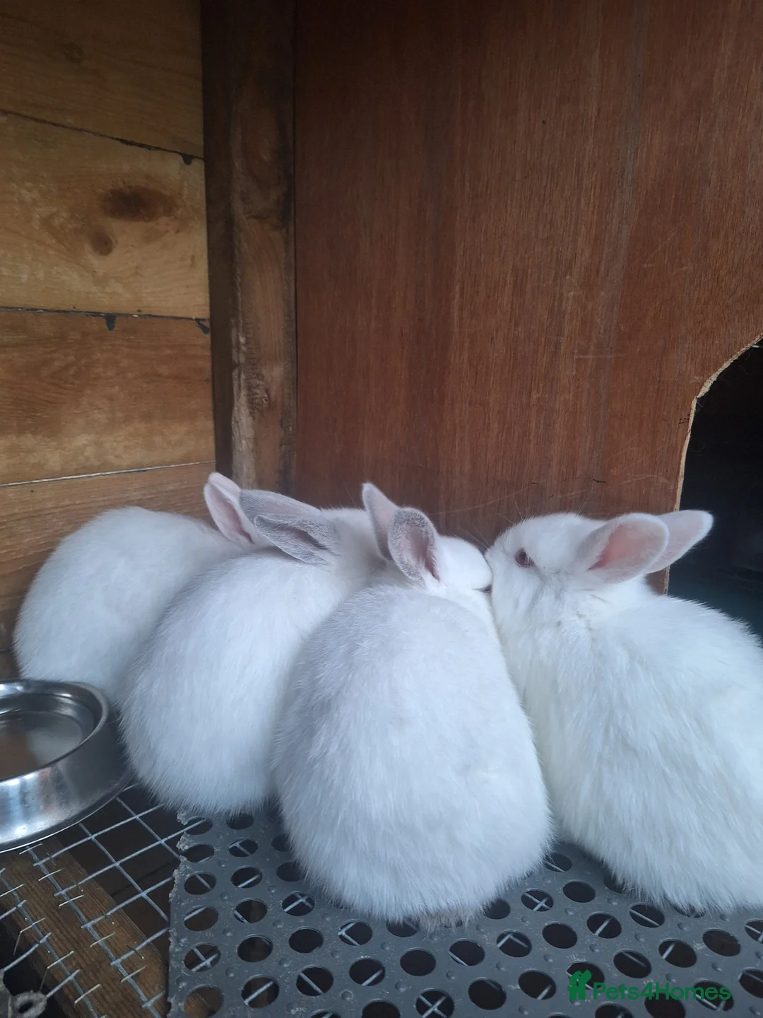 New Zealand rabbits for sale: New Zealand white cross with Californian Rabbits - Advert 7