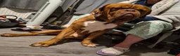 Dogue De Bordeaux dogs for stud: Beautiful male douge up for STUD  - Advert 2