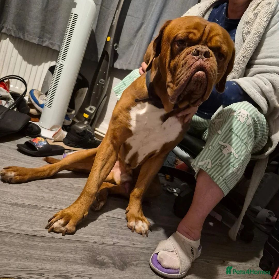 Dogue De Bordeaux dogs for stud: Beautiful male douge up for STUD  - Advert 2