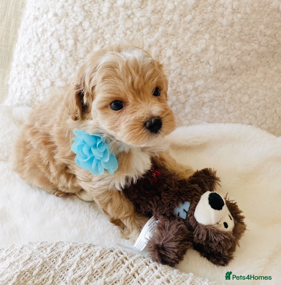 Maltipoo dogs Stunning F1 Toy Maltipoo Puppies - Boy & Girl - Advert 1