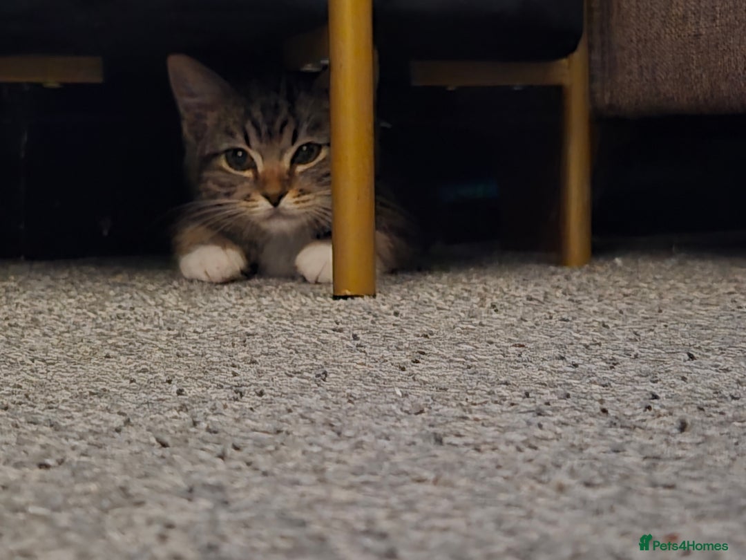 Mixed Breed cats for sale: Kitten  - Advert 6