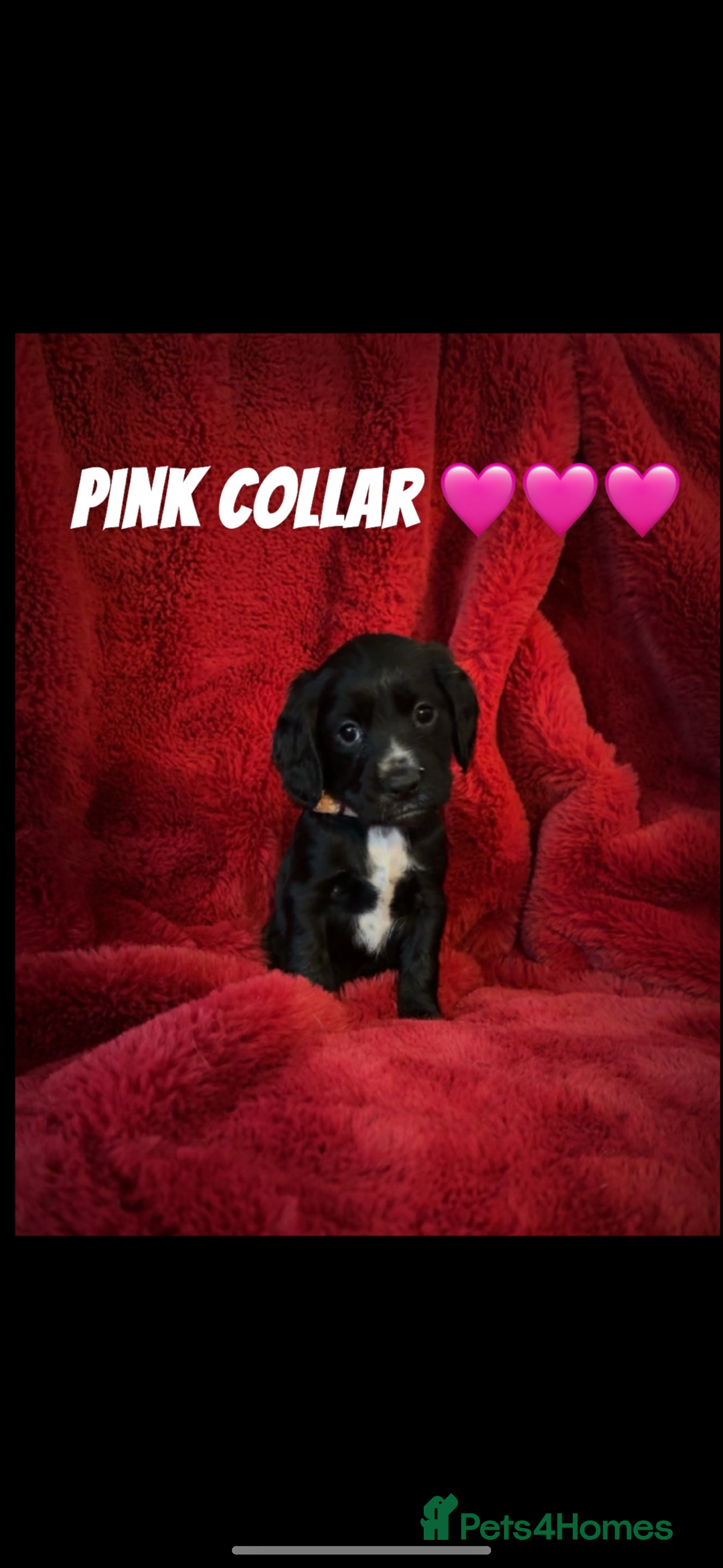 Cocker Spaniel dogs for sale: Working cocker spaniel puppies  - Advert 4