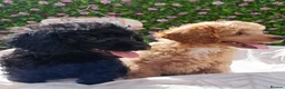 Toy Poodle dogs for sale: READY NOW HEALTH TESTED TOY POODLES KC REG  - Advert 6
