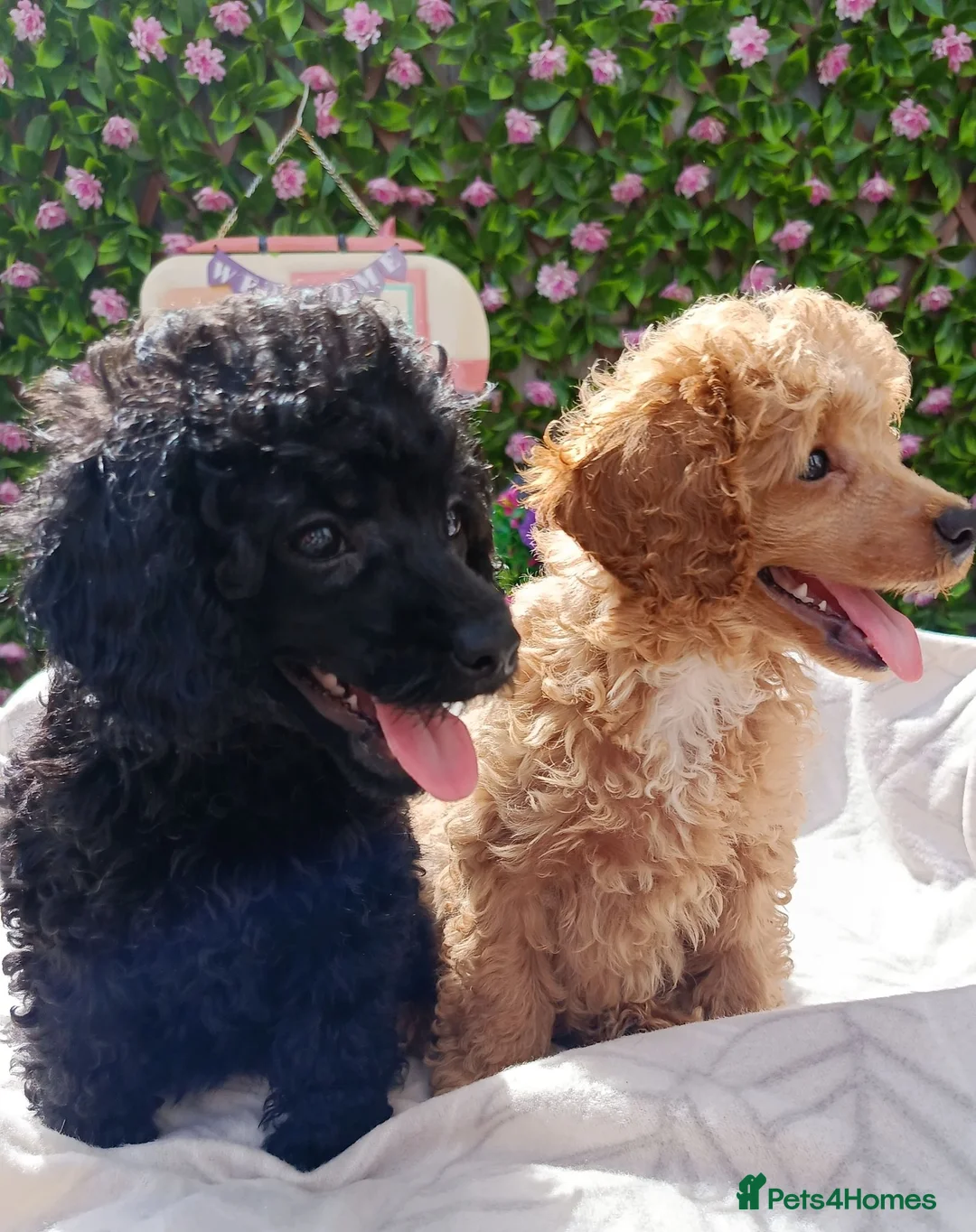 Toy Poodle dogs for sale: READY NOW HEALTH TSD TOY POODLES KC REG  - Advert 2