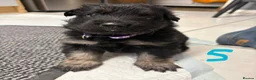 German Shepherd dogs for sale: German shepherd puppies  in Warwick - Advert 4