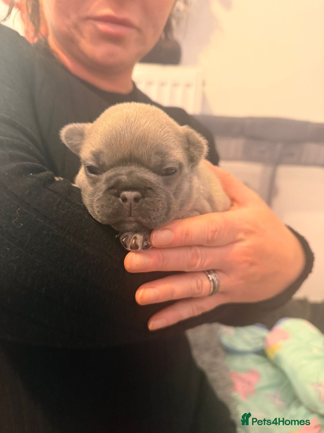 French Bulldog dogs for sale: Beautiful chunky frenchie puppies - Advert 4