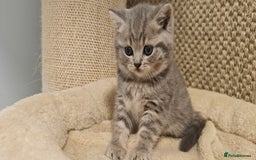 British Shorthair cats for sale: Silver tabby/blue British shorthair kittens - Image 4