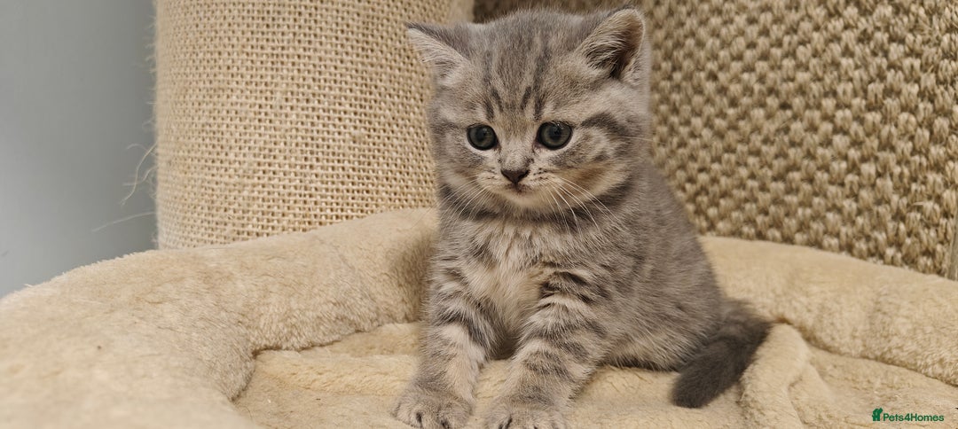 British Shorthair cats for sale: Silver tabby/blue British shorthair kittens - Image 4