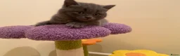 British Shorthair cats for sale: Amazing Pedigree British Shorthair Kittens  - Advert 24