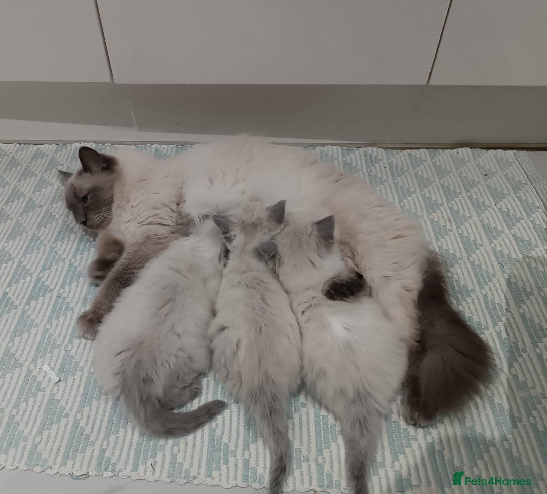Ragdoll cats for sale: Lovely Ragdoll Kittens  - Advert 13