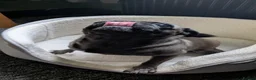 Pug dogs for sale: Beautiful platinum pug  in Lanark - Advert 7