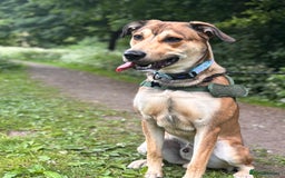 Mixed Breed dogs for sale: Ronnie  - Image 4