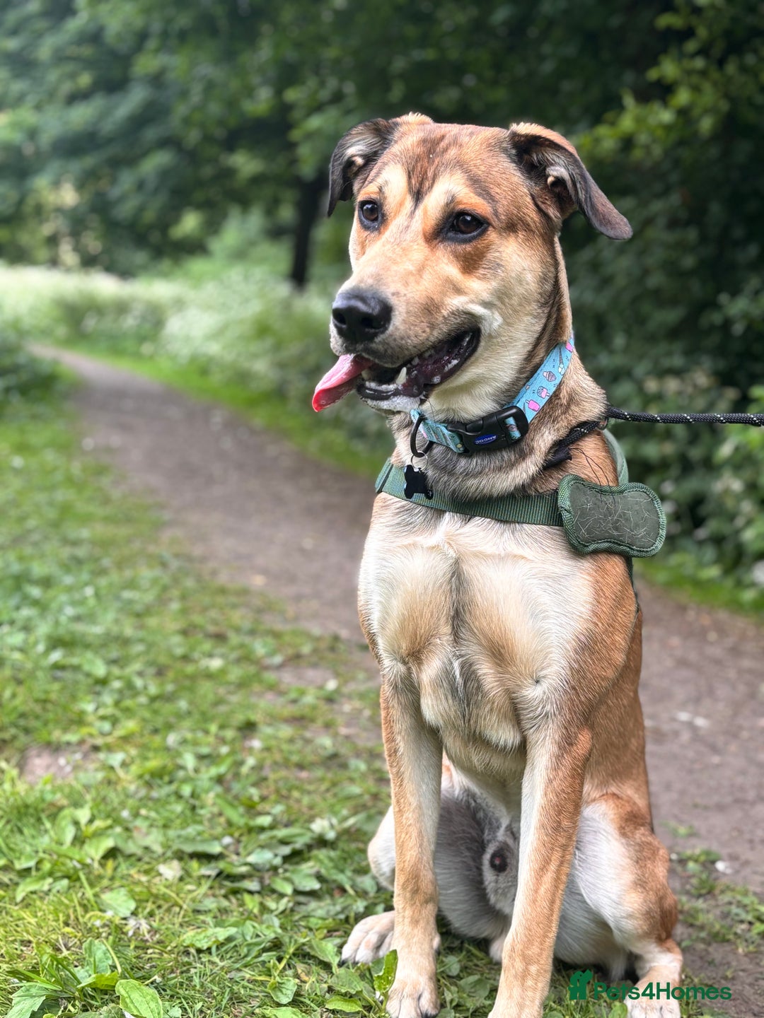 Mixed Breed dogs for sale: Ronnie  - Image 4
