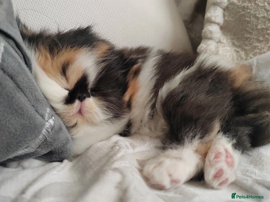 Persian cats for sale: Exotic Persian kittens  - Advert 7