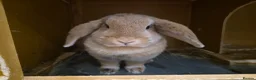 Mini Lop rabbits for sale: Gorgeous female mini lop rabbit up for sale - Advert 6