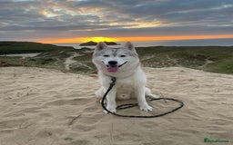 Siberian Husky dogs for sale: Darlo - Image 5