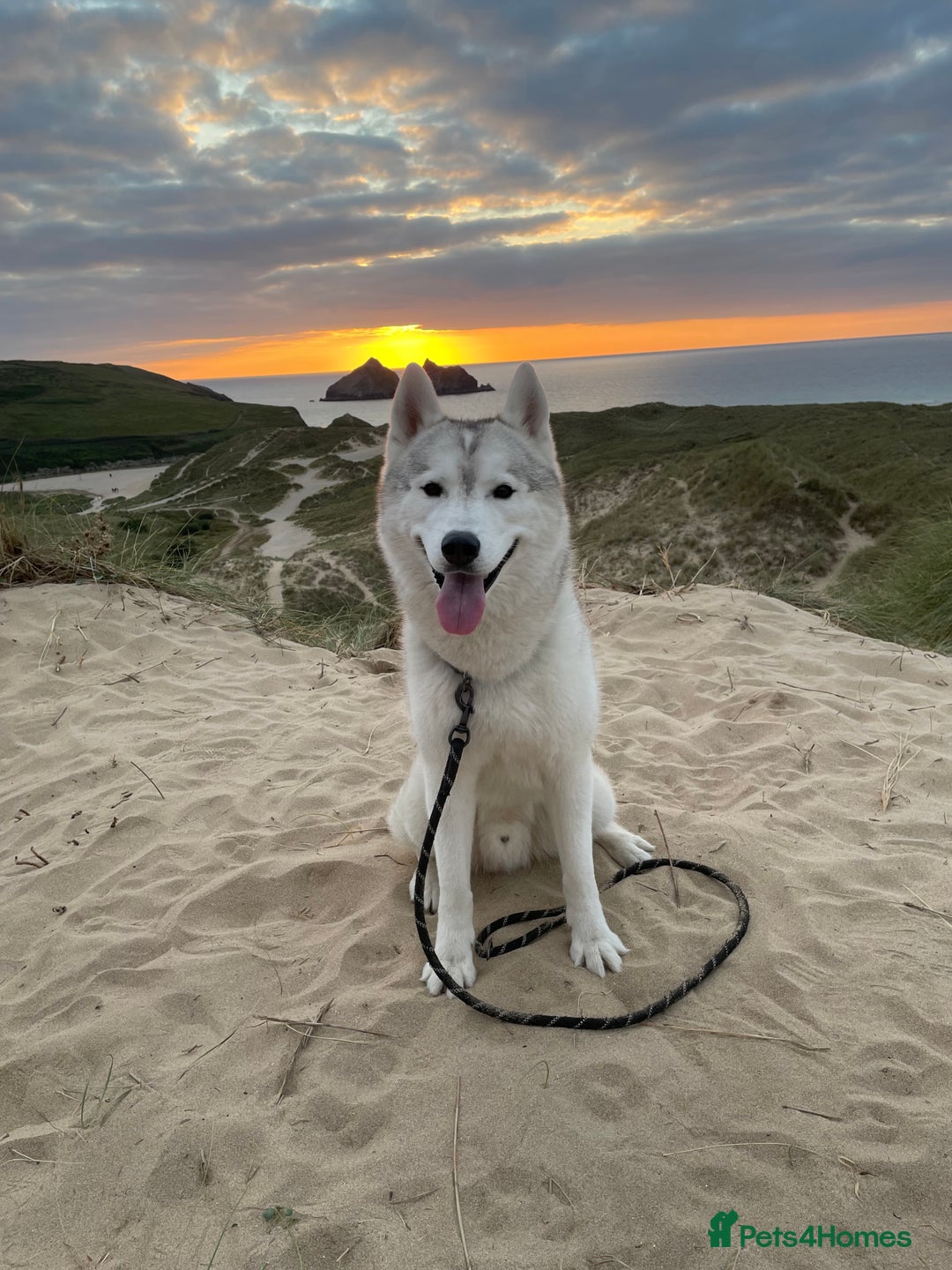 Siberian Husky dogs for sale: Darlo - Image 5