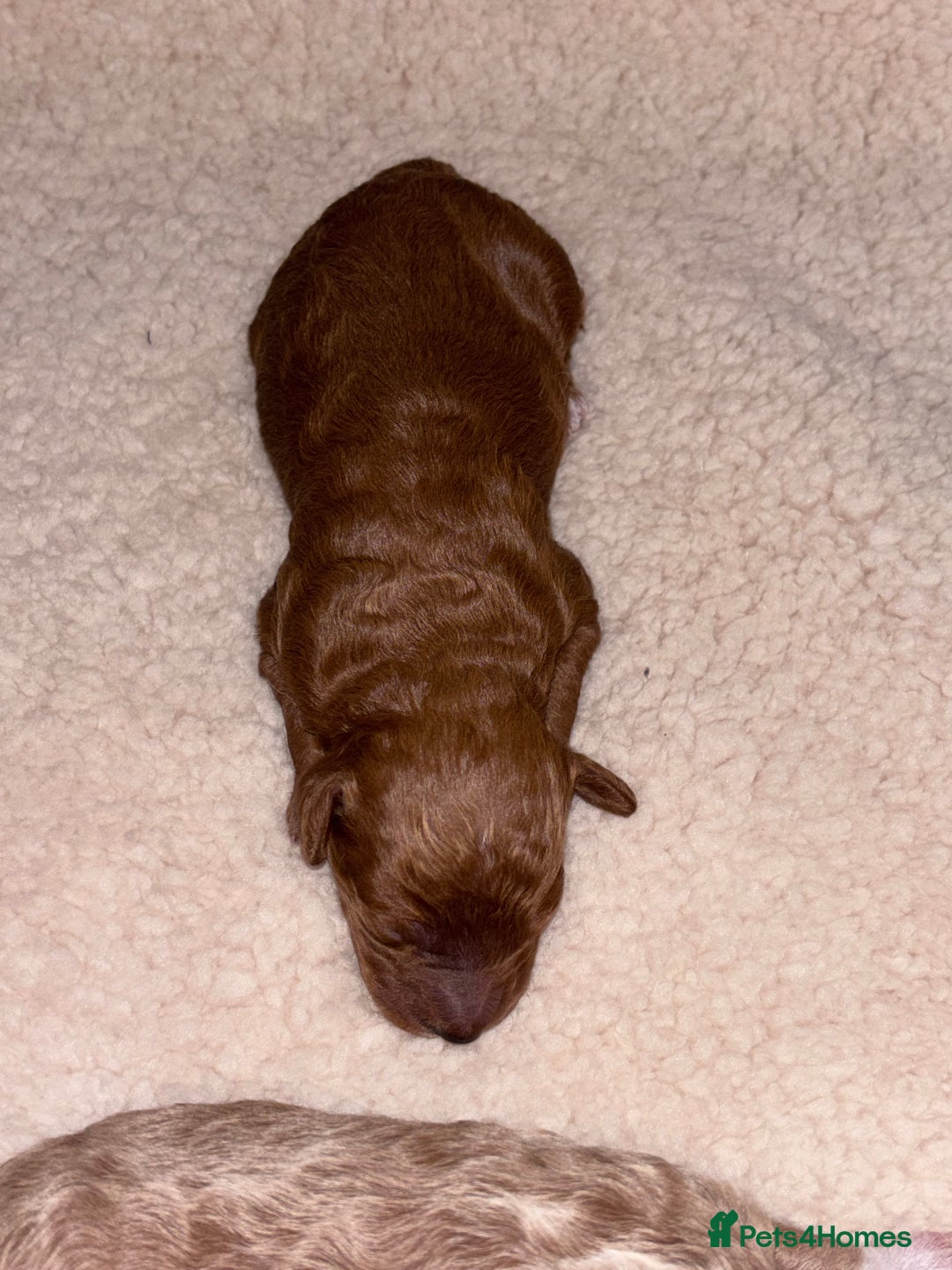 Cockapoo dogs for sale: F1B cockapoo puppies  - Advert 7