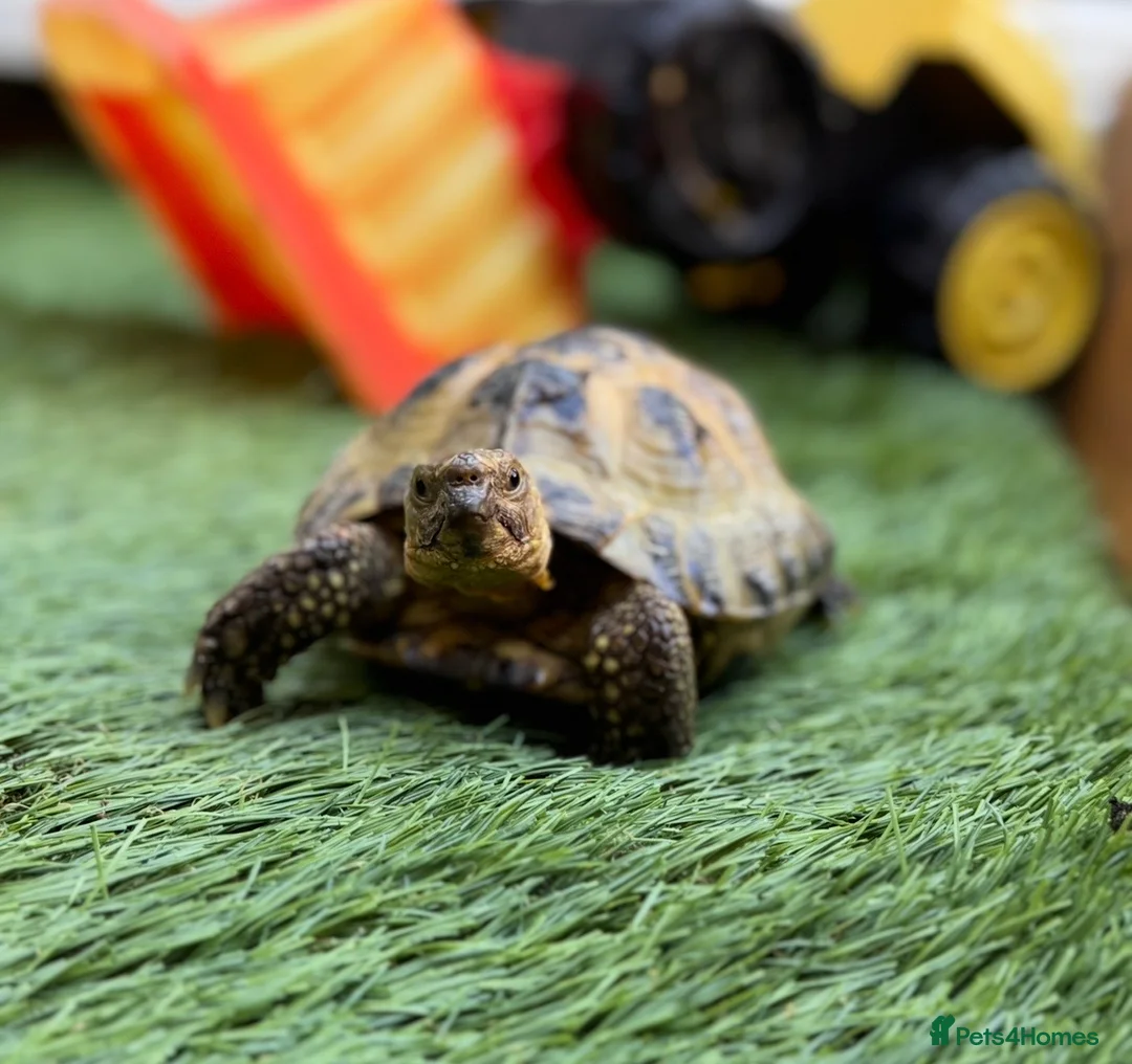 Tortoise reptiles for sale: Horsefield tortoise with custom viv in Swindon - Advert 2