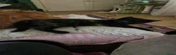 Mixed Breed cats for sale: 4 beautiful kittens looking for a good home in Maidstone - Advert 8