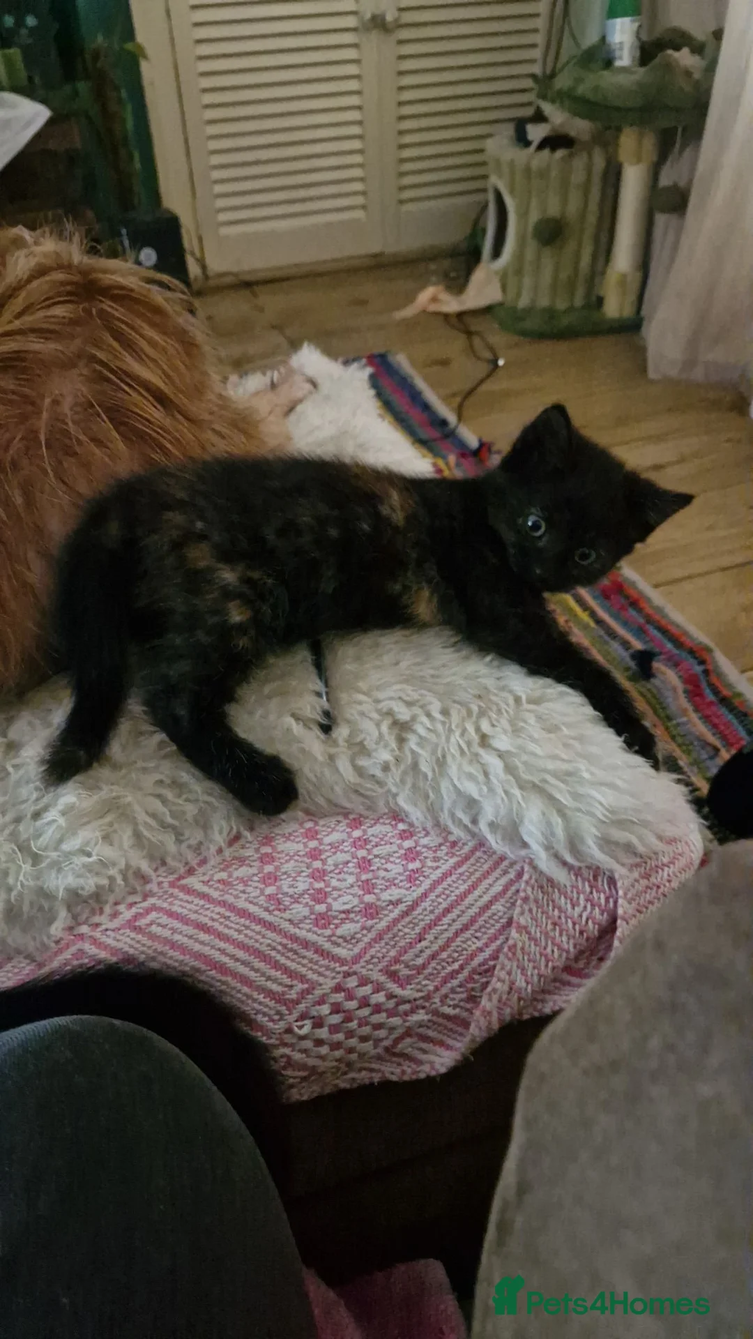 Mixed Breed cats for sale: 4 beautiful kittens looking for a good home in Maidstone - Advert 8