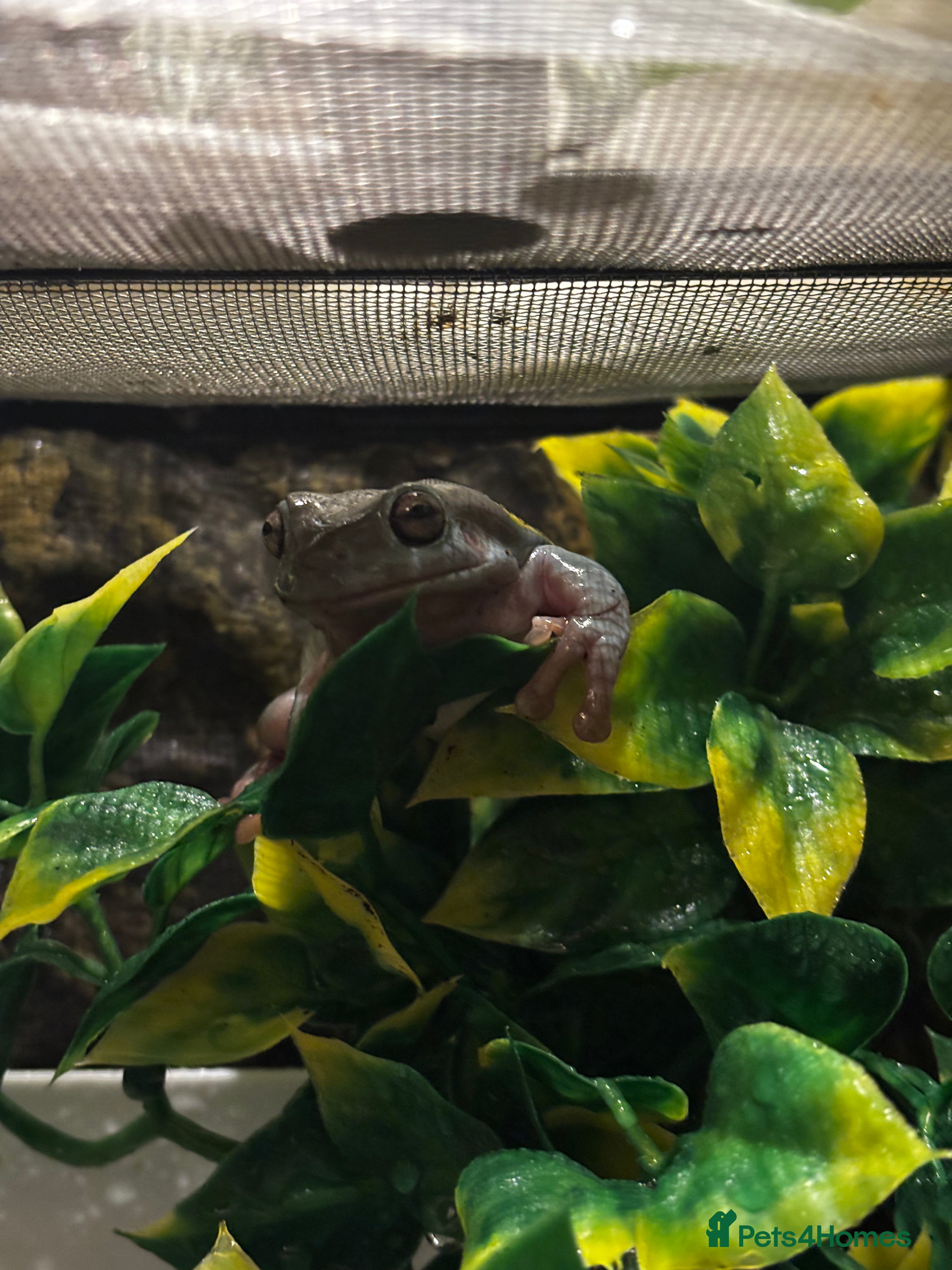 Gecko reptiles Whites Tree Frog - Advert 11