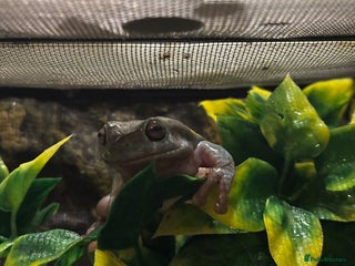 Gecko reptiles Whites Tree Frog - Advert 1