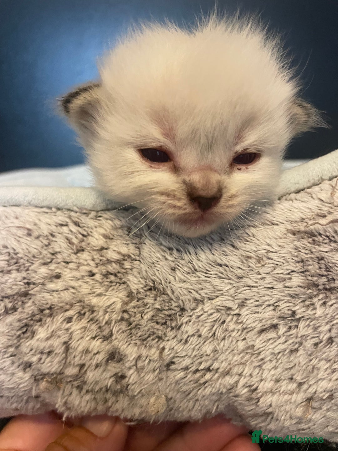 Ragdoll cats for sale: Stunning Ragdoll kittens blue lnyx ready soon  - Image 21
