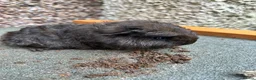 Guinea Pig rodents for sale: Mixed baby guinea pigs for sale - Advert 4