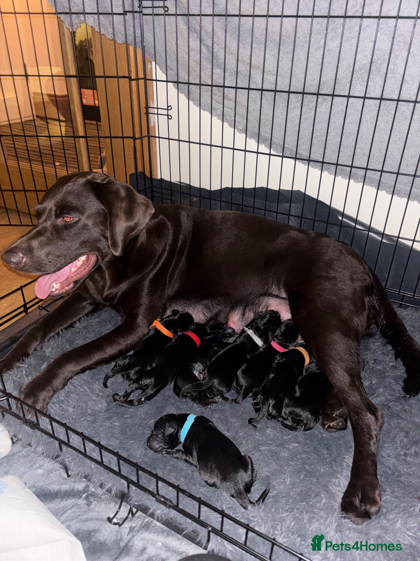 Labrador Retriever dogs Black Labrador Puppies  - Advert 2