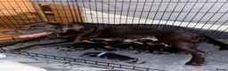 Labrador Retriever dogs for sale: Black Labrador Puppies  in Huntingdon - Advert 1