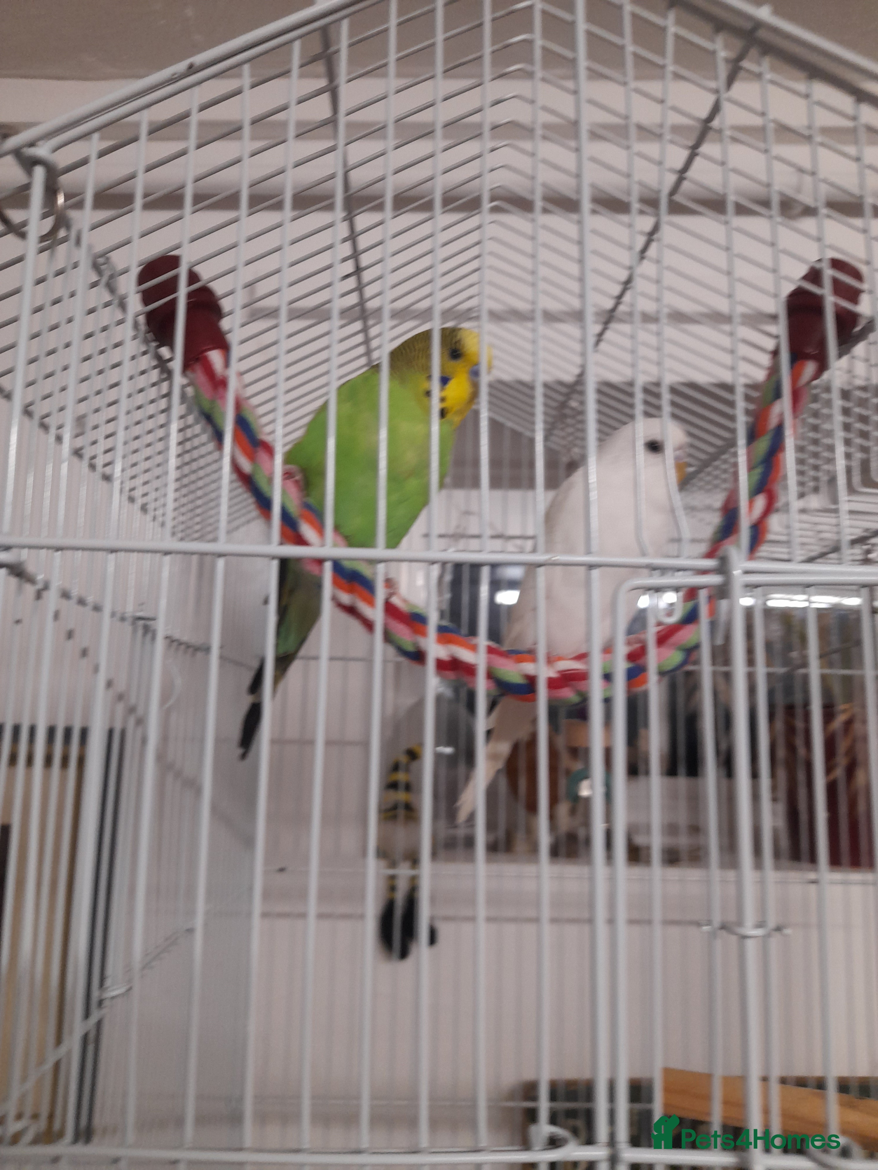 Budgerigars birds Juvenile male budgerigars - Advert 7