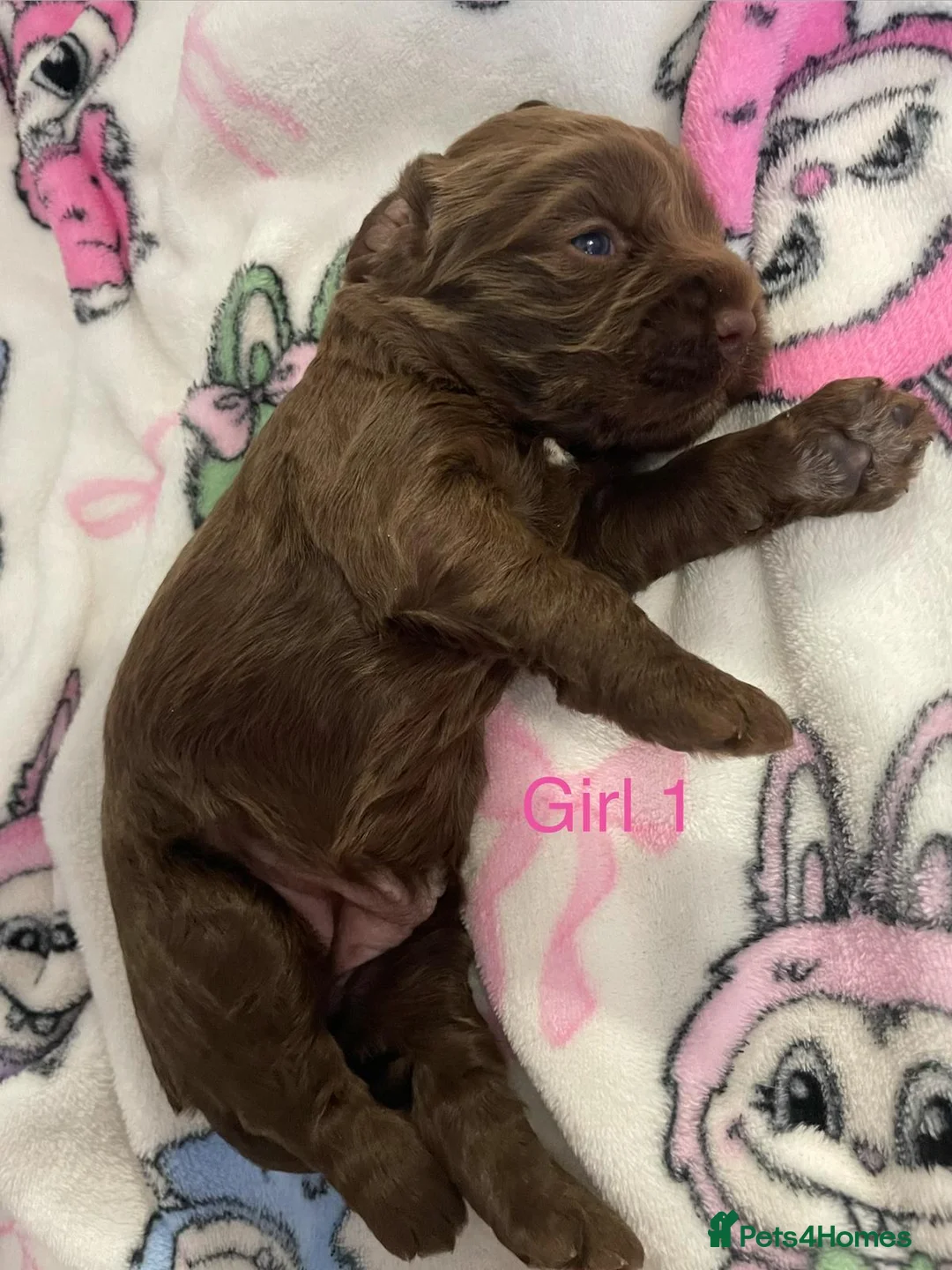 Cockapoo dogs for sale: (LAST BOY) Beautiful litter of 2 boys 2 girls - Advert 18