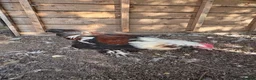 Chickens poultry for sale: Beautiful Salmon Faverolle   - Advert 3