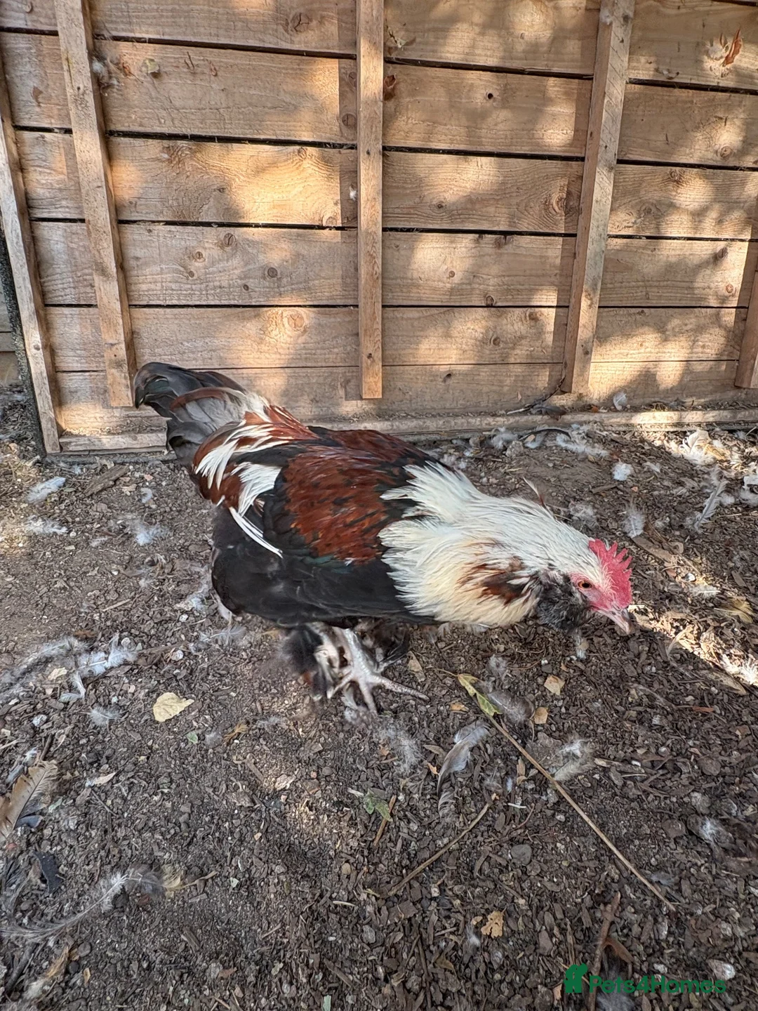 Chickens poultry for sale: Beautiful Salmon Faverolle   - Advert 3
