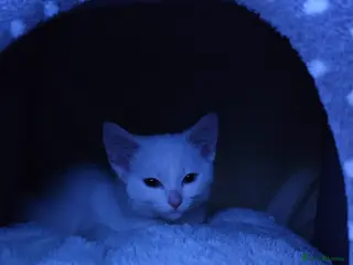 Turkish Angora cats Turkish angora kitten - Advert 9