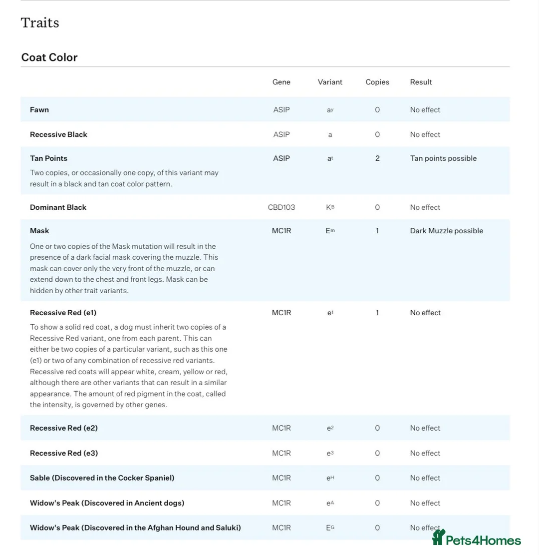 French Bulldog dogs for stud: Lilac and tan carrying cream , fluffy L3 L1 in Dundee - Advert 6