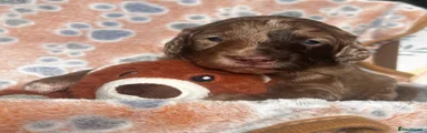 Sproodle Puppy 4
