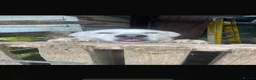 Mixed Breed dogs for sale: Husky cross Labrador for sale - Advert 3