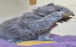British Longhair cats for sale: GCCF Registered British Longhair kittens - Image 8